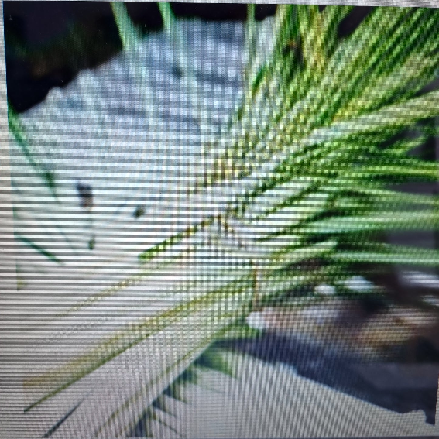 Wild Lemongrass Reed Diffuser Refill 300ml