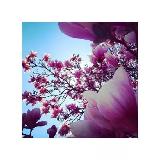 Oriental Myrrh and Musk Tealight Candles.