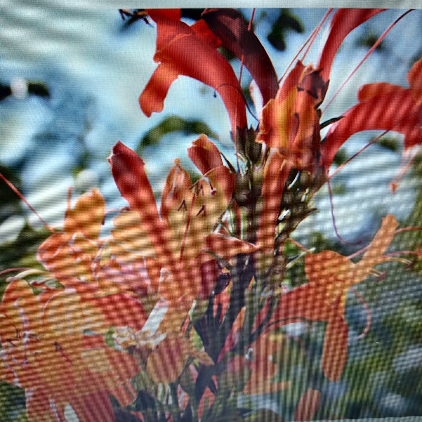 Japanese Honeysuckle Reed Diffuser Refill 300ml