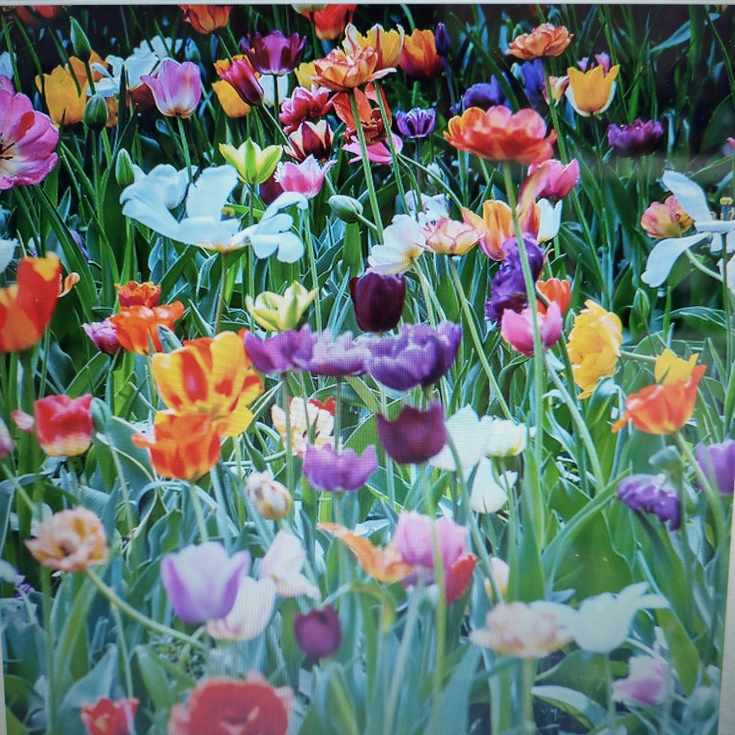 Spring Awakening Reed Diffuser Refill 300ml