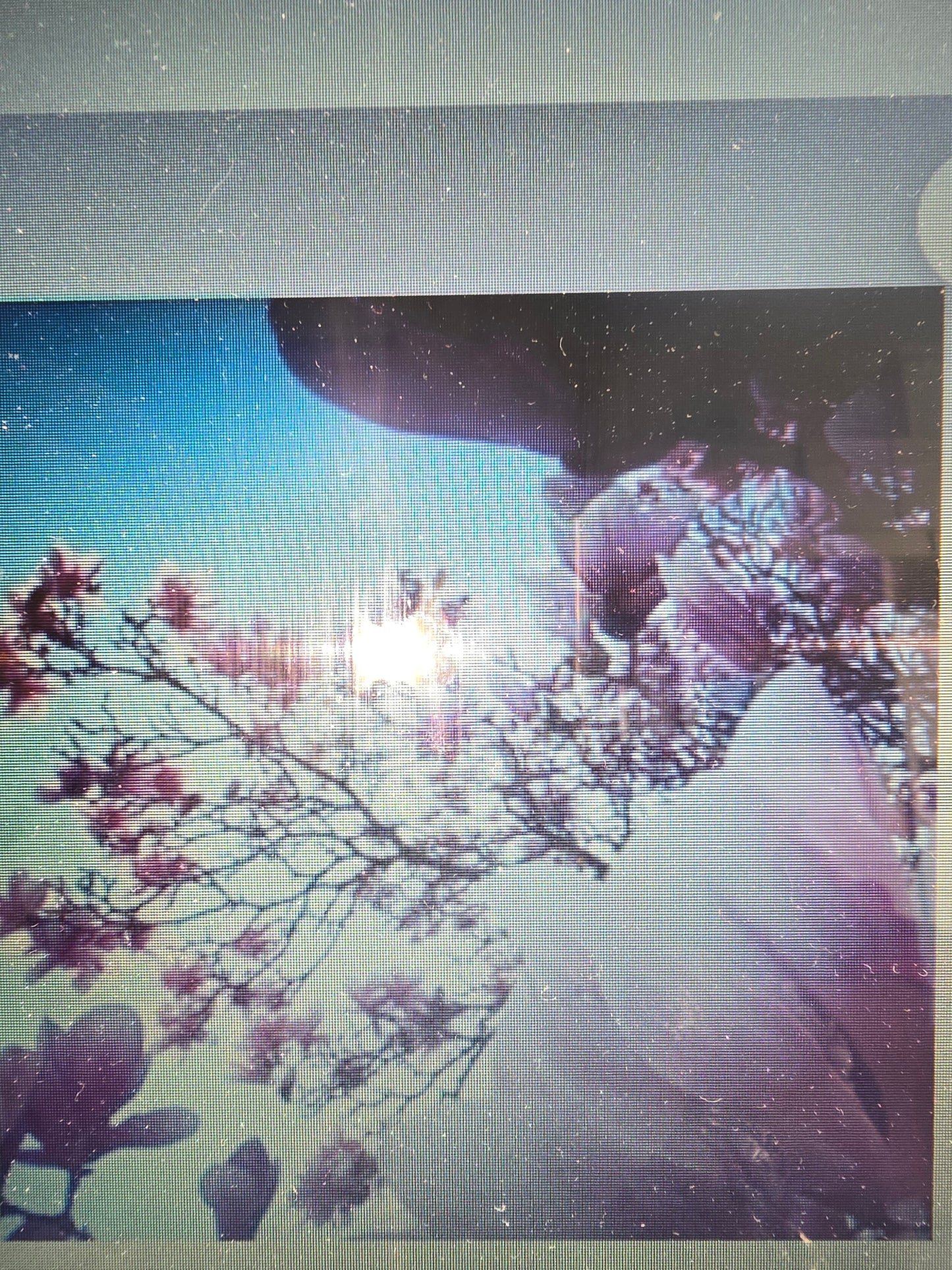 Oriental Myrrh and Musk Wax Shapes