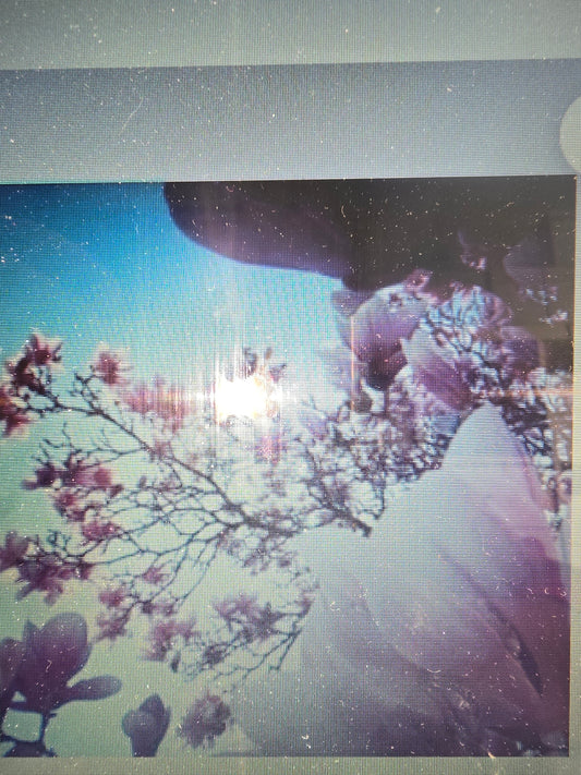 Oriental Myrrh and Musk Wax Shapes